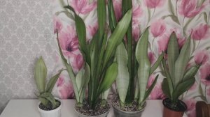 Сансевиерия Муншайн(Сильвер Мун). Описание сорта.Разновидности Муншайна: кариковый, средний, высоки