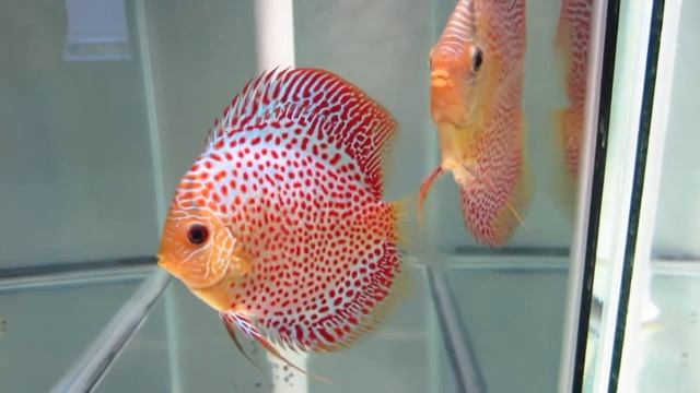 Penang Eruption Discus Possible Pair смотреть онлайн