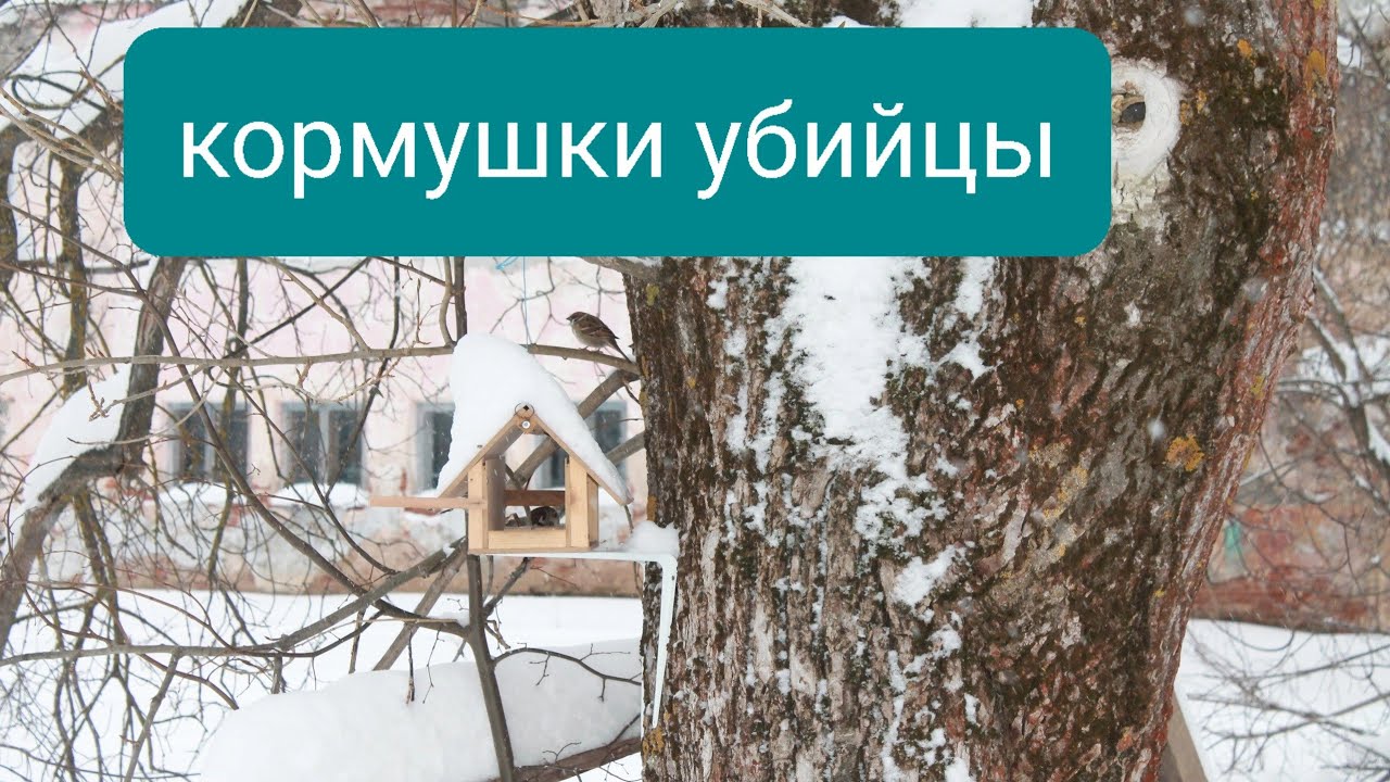 КАК МЫ САМИ УНИЧТОЖАЕМ КУР. смотреть онлайн