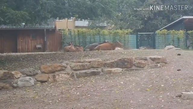 Köln Zoo/ Кёльн зоопарк