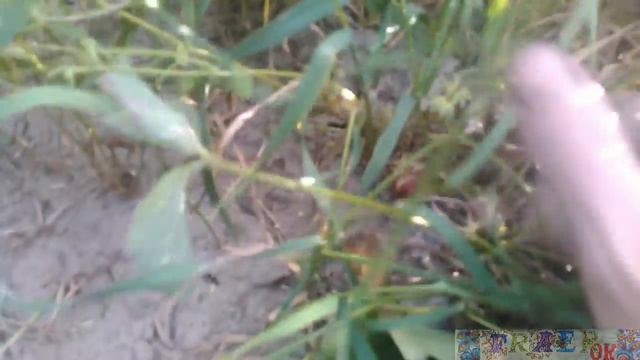 Собираем клубнику (трускавку) в Польше  - Ужасное поле - Putting Strawberries In Poland