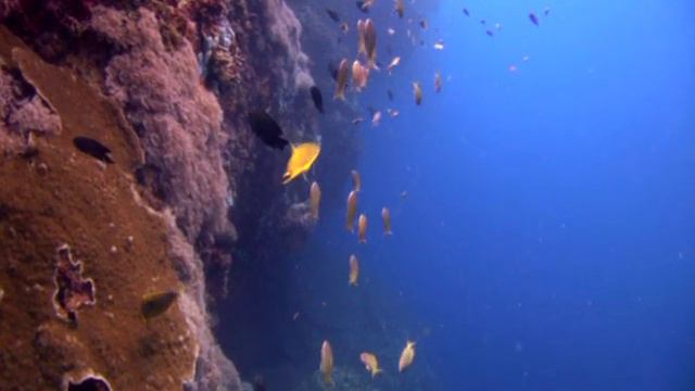 Beneath the Waves, A Relaxing Coral Reef Journey Set to Peaceful Music смотреть онлайн
