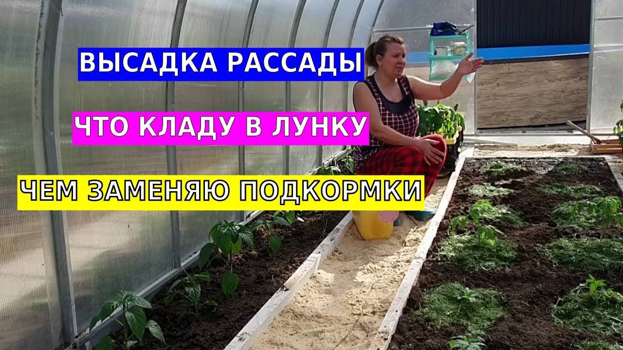 Высадка рассады. Чем заправить лунки. Горячая мульча заменить все подкормки смотреть онлайн