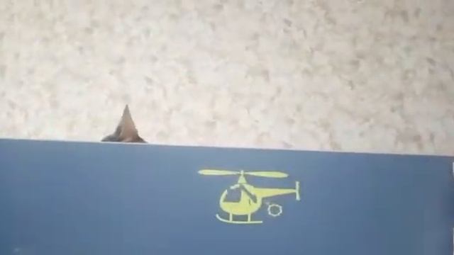 Злобный кот нападает на человека!!! смотреть онлайн