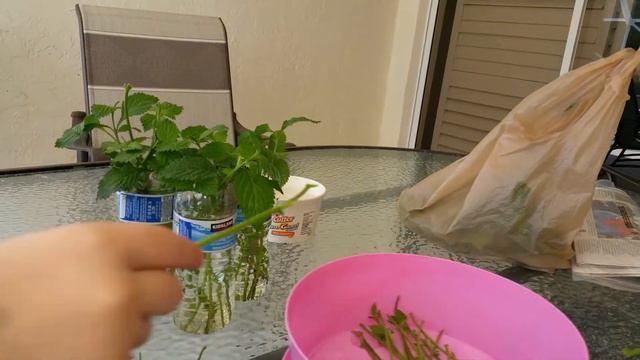 Propagating New Butterfly Plants