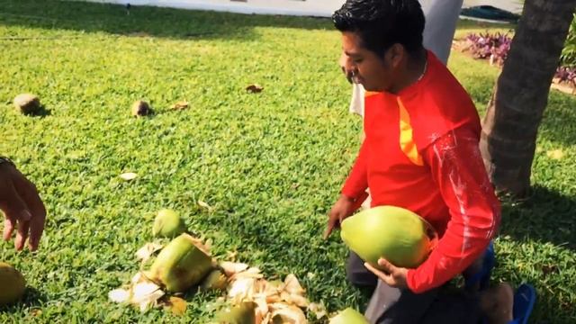 Как снять кокос с пальмы? смотреть онлайн