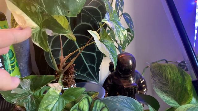 Plantes tour 2021🌿 ( monstera variegata, syngonuim variegata, alocasia ghost ) - house plant tour смотреть онлайн
