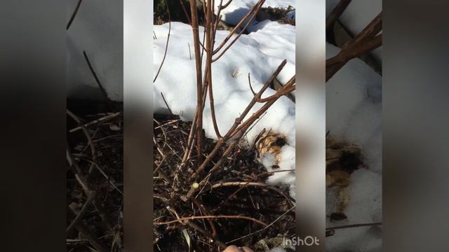 Обрезка метельчатой гортензии в двух словах. смотреть онлайн