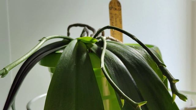 Что цвело в июле...🙂 смотреть онлайн