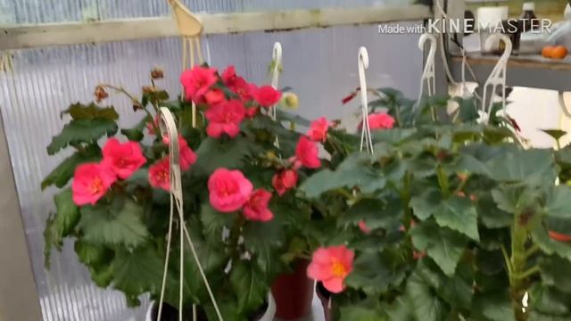 Бегония гулдорун формага келтируу | Жазга кам коруу смотреть онлайн
