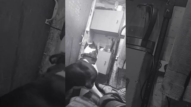 собака ловит муху смотреть онлайн