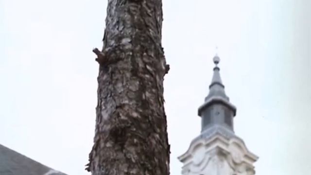 ДЕРЕВО ЛЮБВИ... смотреть онлайн