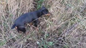 Ягдтерьер на охоте