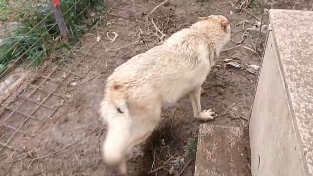 08.10.23. и снег и ветер, и мы стогуем... смотреть онлайн