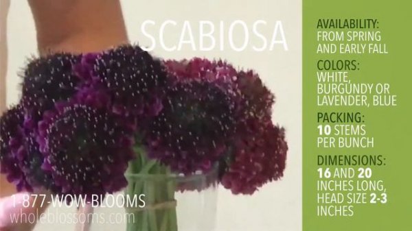 Scabiosa Flower: Beautiful Choice for Floral Arrangements on Special Occasions