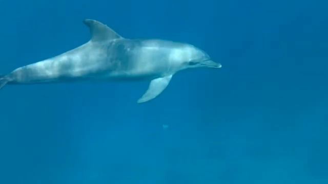 Dolphins love to play with humans. Дельфины любят играть с людьми. смотреть онлайн