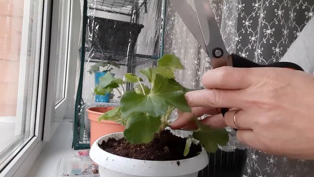Пеларгония .Берём черенки с маточного кустика. смотреть онлайн