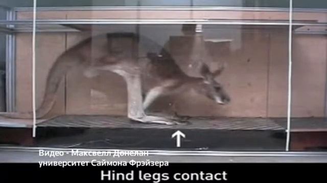 Учёные раскрыли секрет хвоста кенгуру (новости) http://9kommentariev.ru/ смотреть онлайн