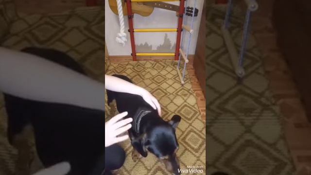 4 правила которые должны знать владельцы собак смотреть онлайн