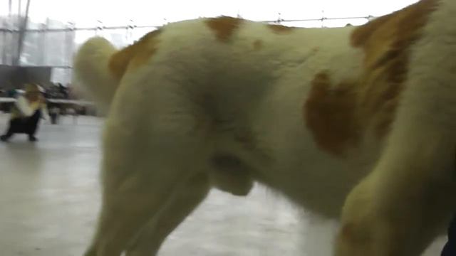 27.12.14 г., выставка "Созвездие-2014", моно САО смотреть онлайн