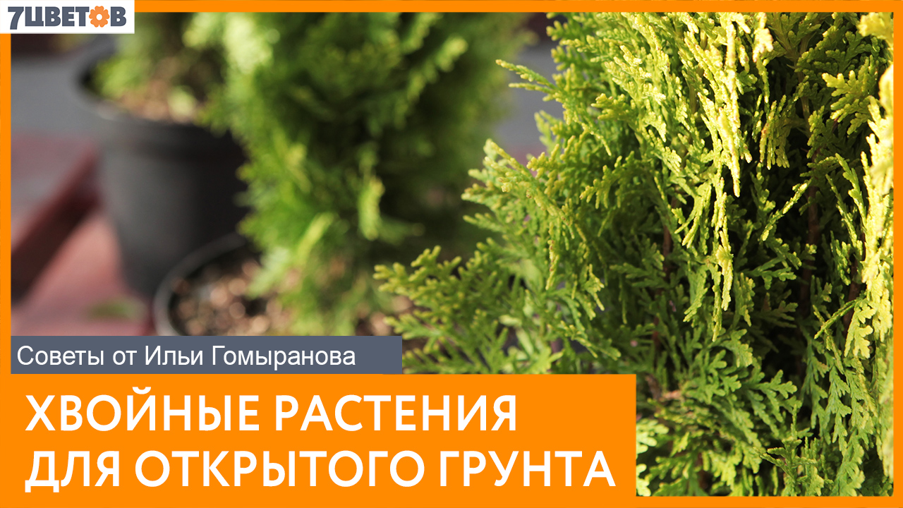 Хвойные растения для открытого грунта | Советы от Ильи Гомыранова