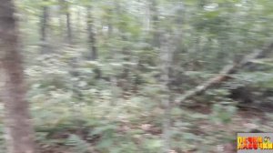 Дима с черничного хутора заманивает нас стать его соседями на хуторе. ДУБ-ВЕЛИКАН  прямо на участке