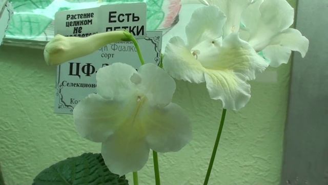 Стрептокарпусы в Невском Доме фиалки смотреть онлайн