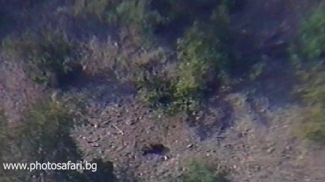 Борещи се мечета - 1996 година смотреть онлайн