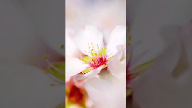 Цветочки их любят все