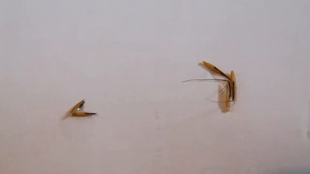 Отличие овсюга и овса