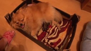 подготовка к родам роды малого немецкого шпица на 67 день первые роды Белочки