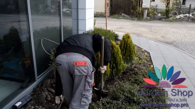 How to plant thuja trees occidentalis and orientalis aurea смотреть онлайн