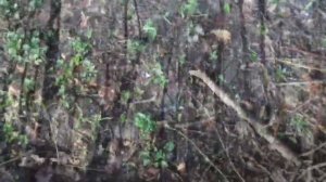 Весна пришла и птицы прилетели)