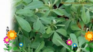 Пажитник Гурман (Пажитник). Краткий обзор, описание характеристик, где купить семена trigonélla