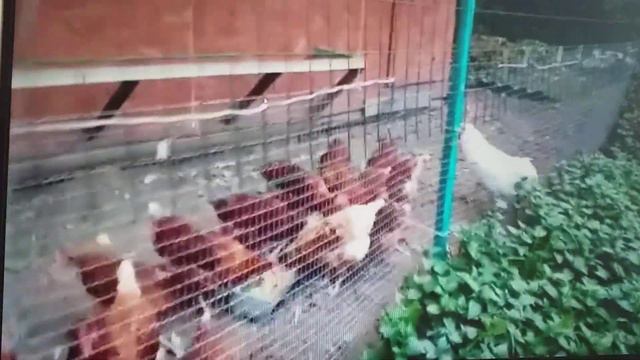 Хозяйство внук ведет на даче смотреть онлайн