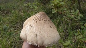 Большой Гриб Зонтик и Маленький Зонтик не перепутайте!