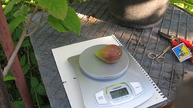 Свежие плоды и саженцы инжира при выращивании в ведрахFresh fruits and seedlings of figs when grown смотреть онлайн