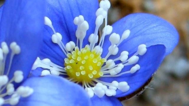 Spring Blooming Hepatica Nobilis