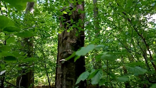 Пошук гливи. 2020 смотреть онлайн