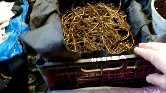 Закладка корня ежевики. Пикировка крапивки. смотреть онлайн