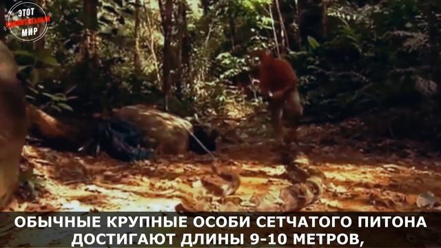 Сетчатый Питон - самая длинная змея на планете. Змея, способная проглотить взрослого человека смотреть онлайн