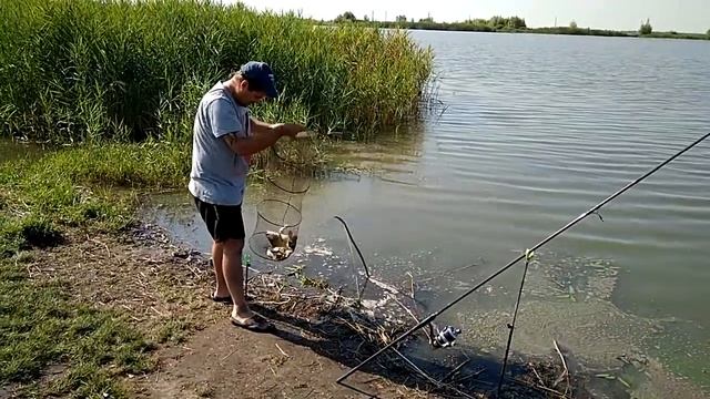 Ловим карпа и карася на донки и на поплавочные удочки на озере Итог карп 1,260 кг и караси 5,470 к смотреть онлайн