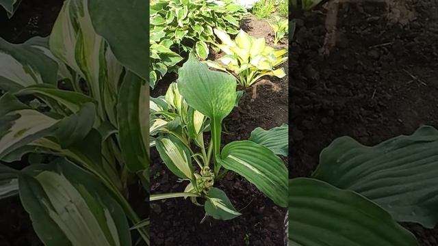 хоста Night before Christmas и её спорт смотреть онлайн