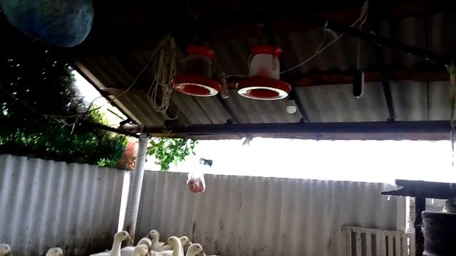 Утята Стар 53 43 день выращивания на мясо. смотреть онлайн