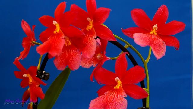 My favorite Orchid - in red and orange! смотреть онлайн