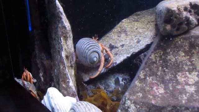 Оклендский океанариум. Крабы в своих раковинах смотреть онлайн