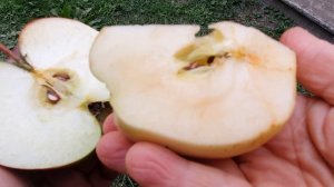 Яблоня ЛЕГЕНДА 2021.