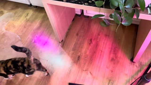 Мои хои ? Несколько из них ? смотреть онлайн
