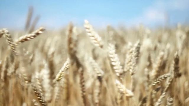 Агрономический факультет 2020