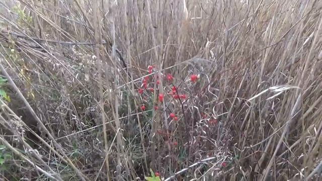 Ягоды шиповника. Плоды даурской(дикой) розы. смотреть онлайн